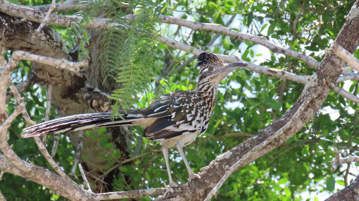 Greater Roadrunner - Nestor Hernandez