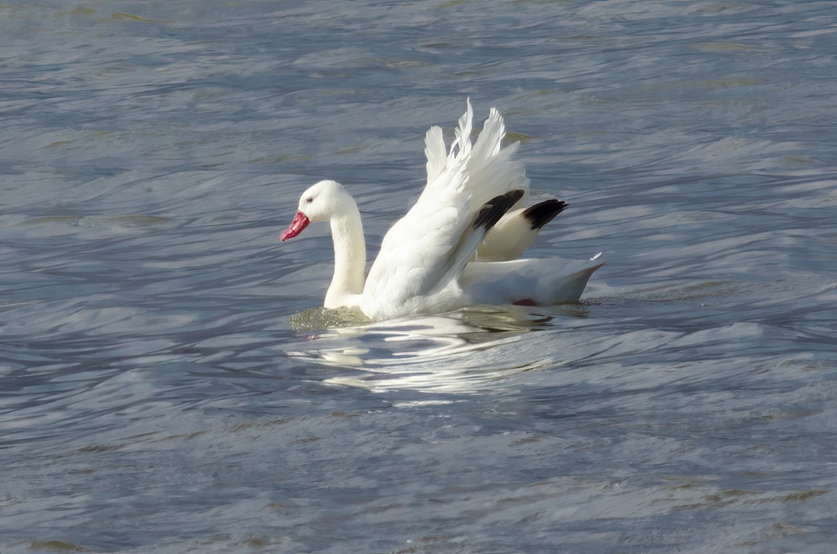 Coscoroba Swan - Ximena Carramiñana Collado