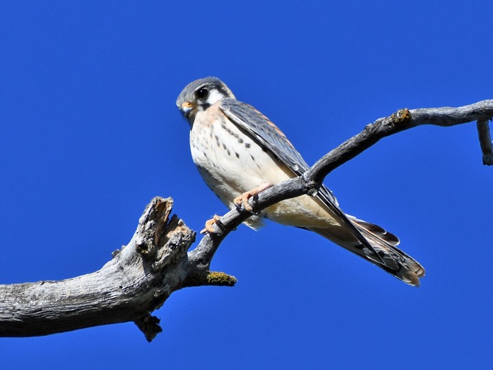 American Kestrel - ML595014081