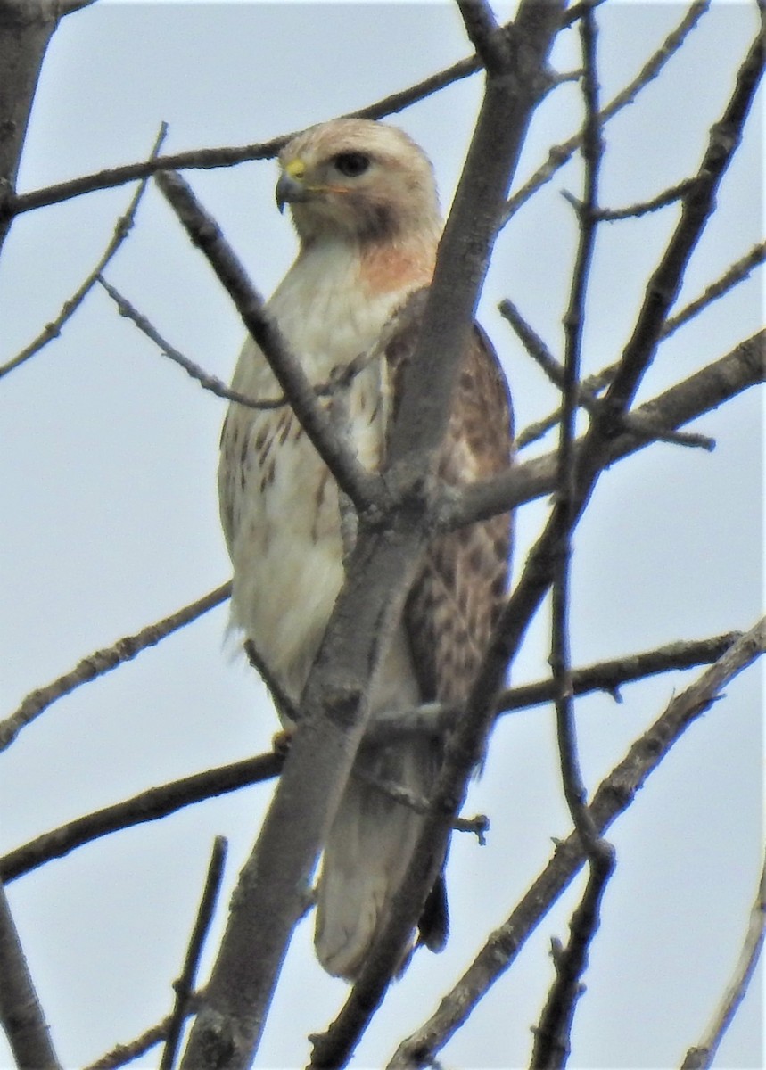 Red-tailed Hawk - ML595014311