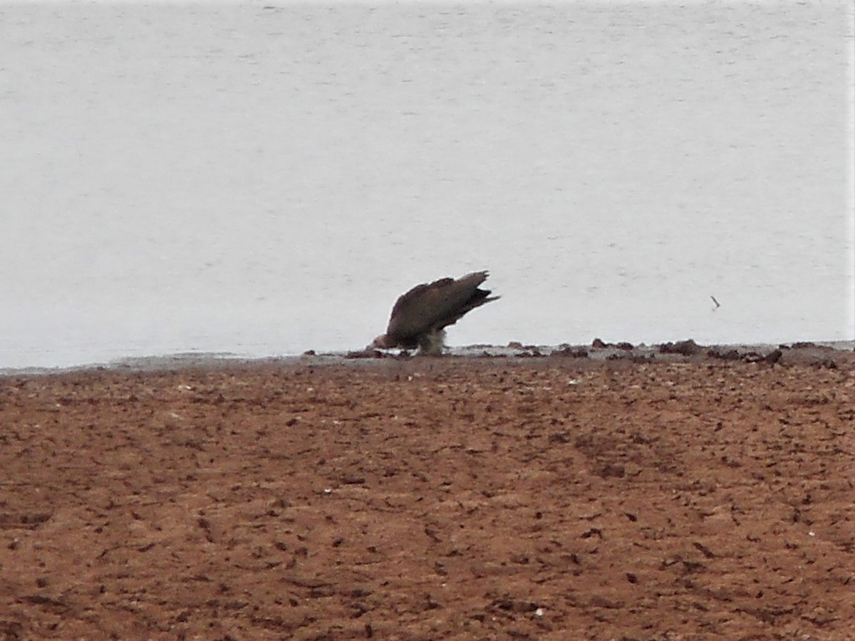 Vautour charognard - ML595014721