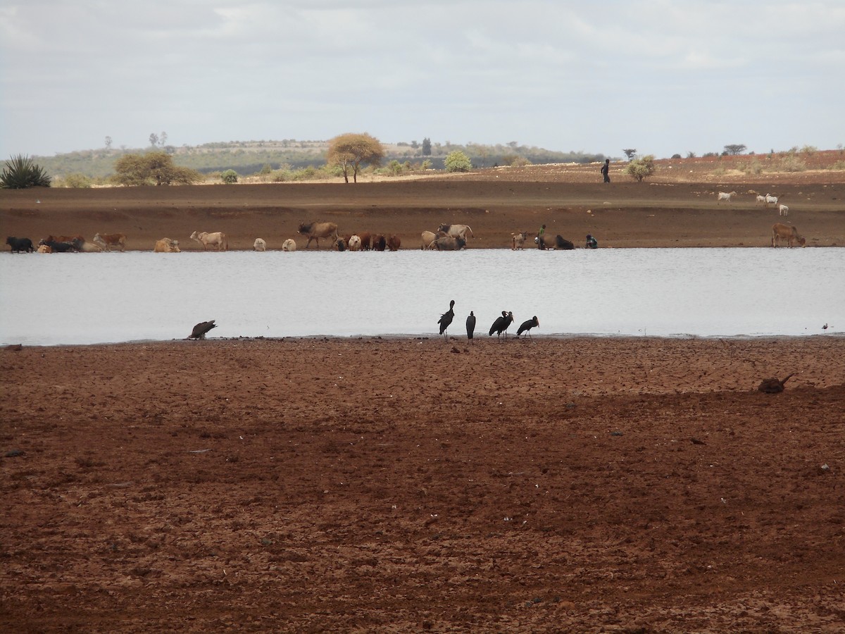 Hooded Vulture - ML595014731