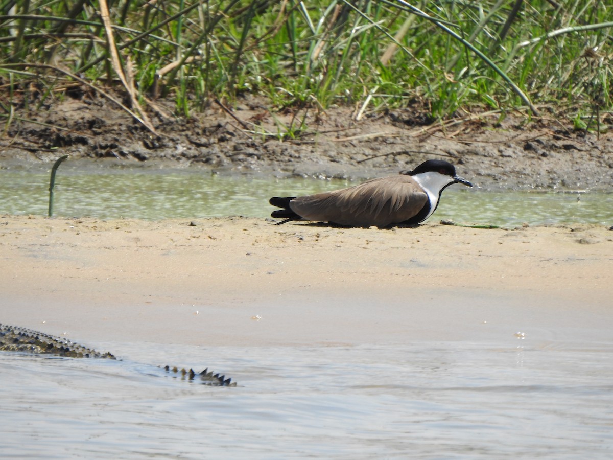 Spur-winged Lapwing - ML595015411