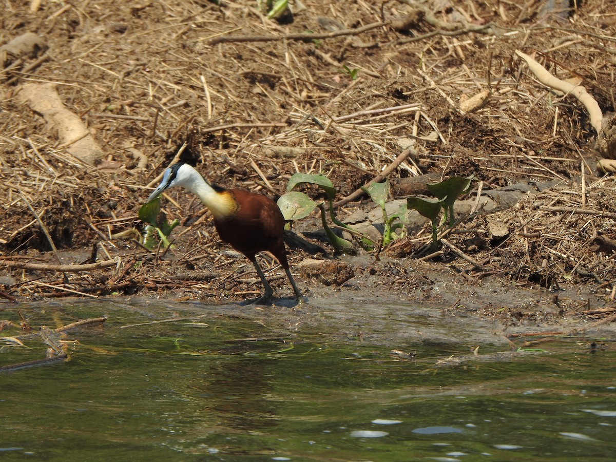 African Jacana - Bev Agler