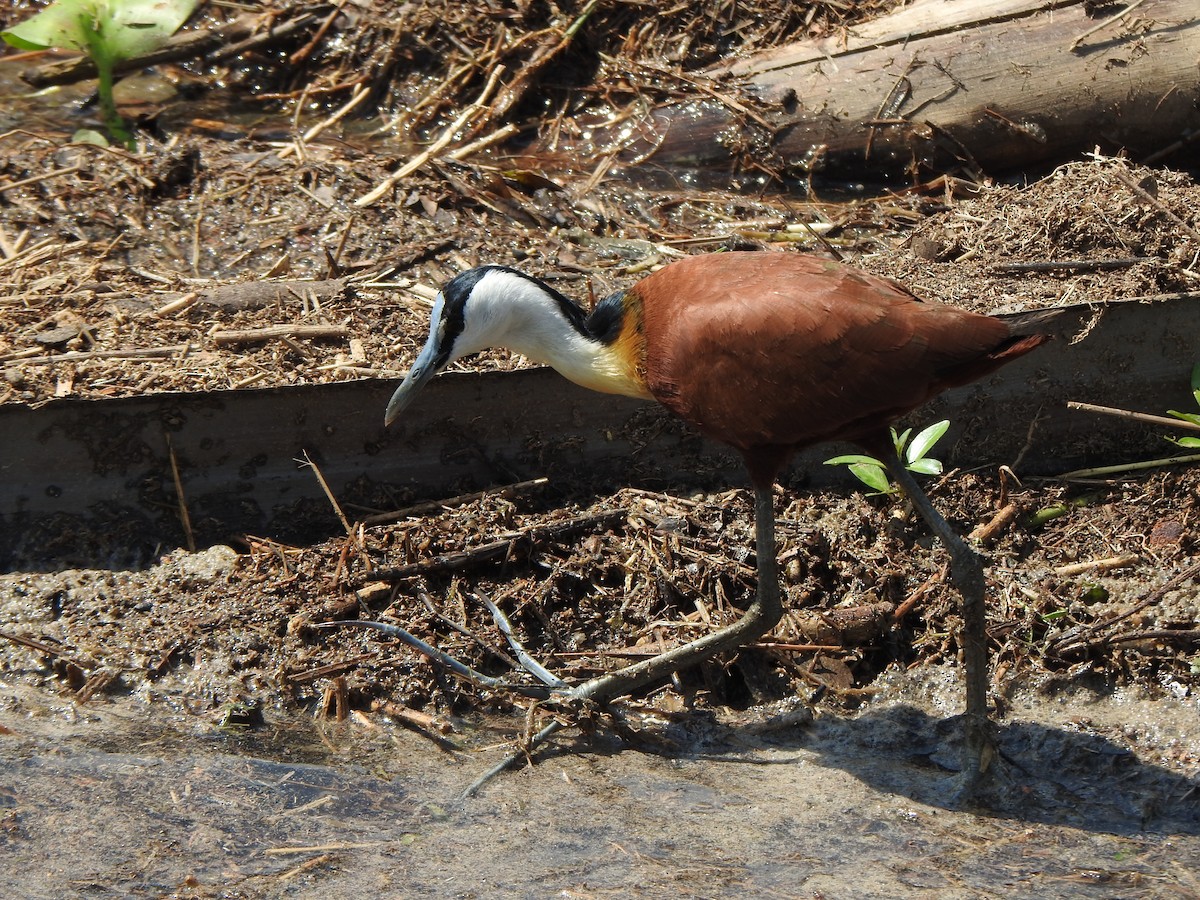 Jacana à poitrine dorée - ML595016141