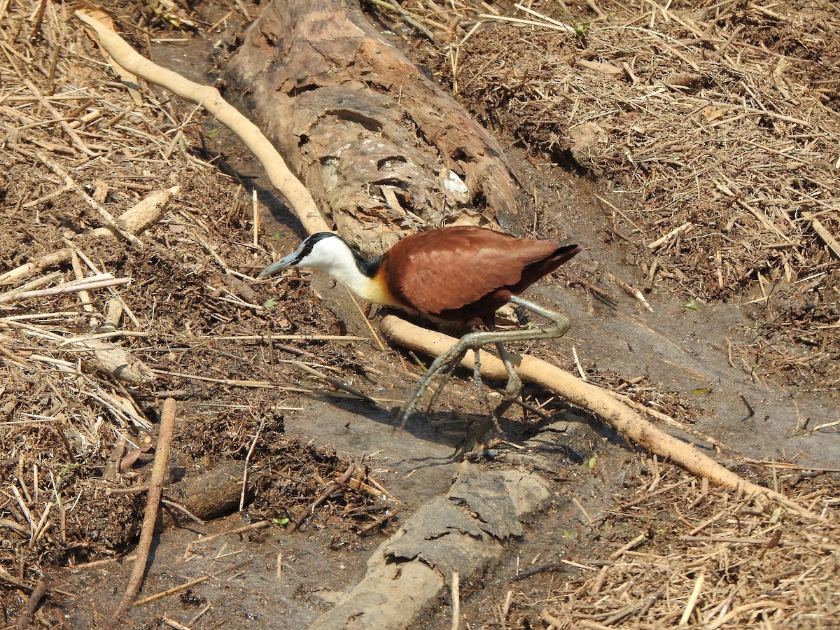 African Jacana - Bev Agler