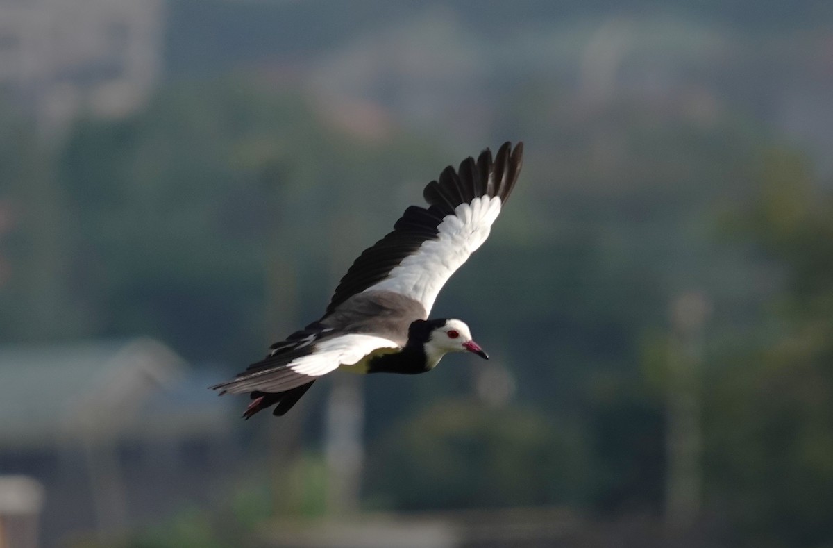 Vanneau à ailes blanches - ML595016431