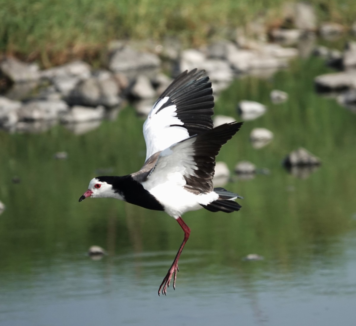 Vanneau à ailes blanches - ML595016441