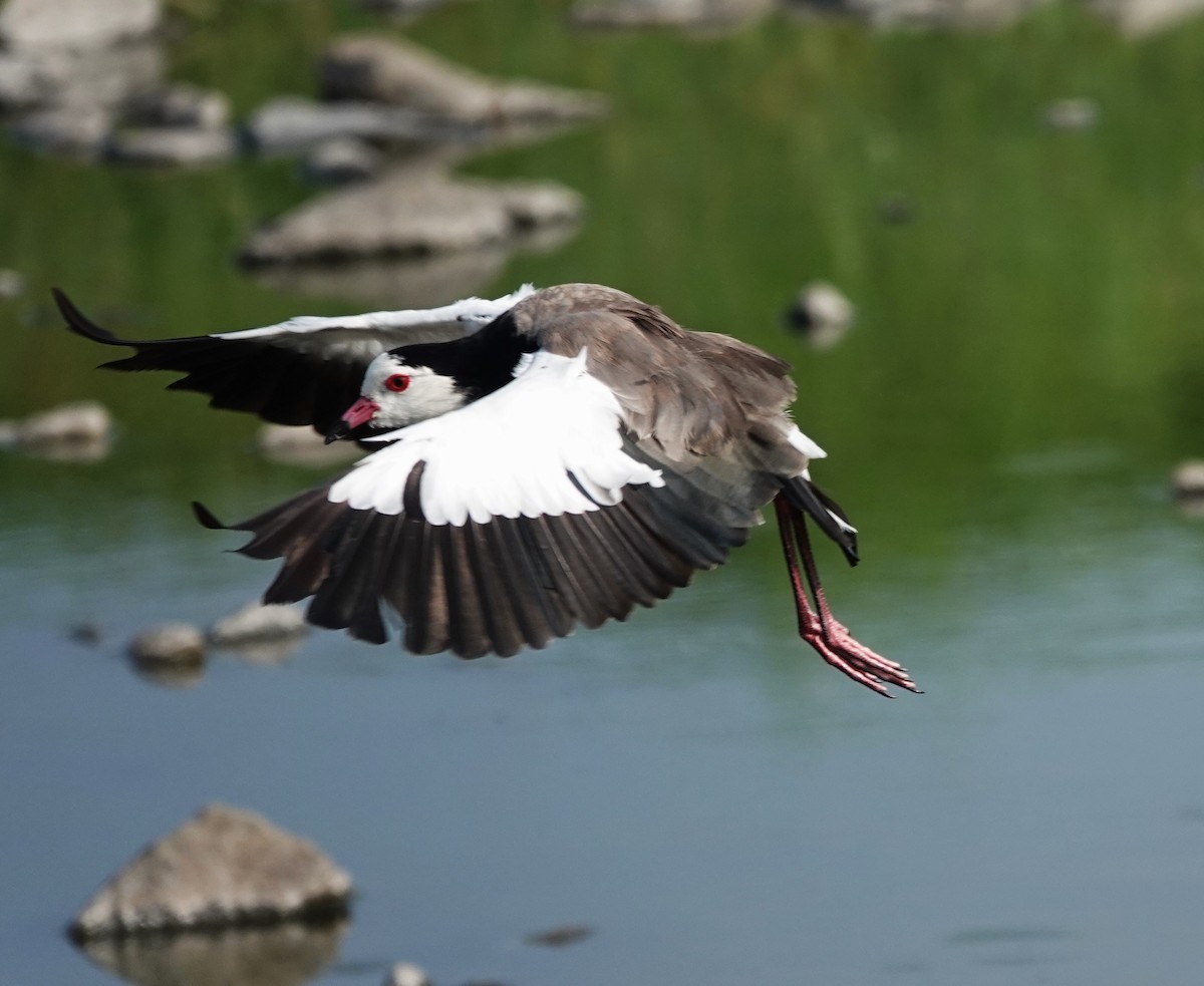 Vanneau à ailes blanches - ML595016451