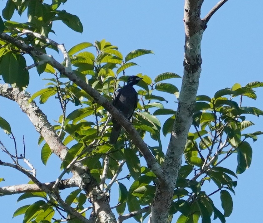 Bare-necked Fruitcrow - ML595016551