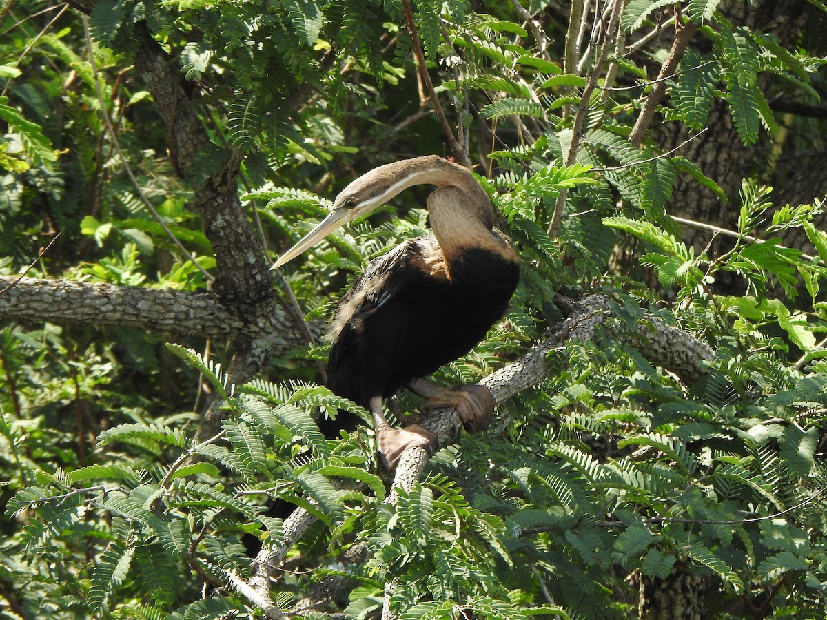 Anhinga d'Afrique - ML595017291