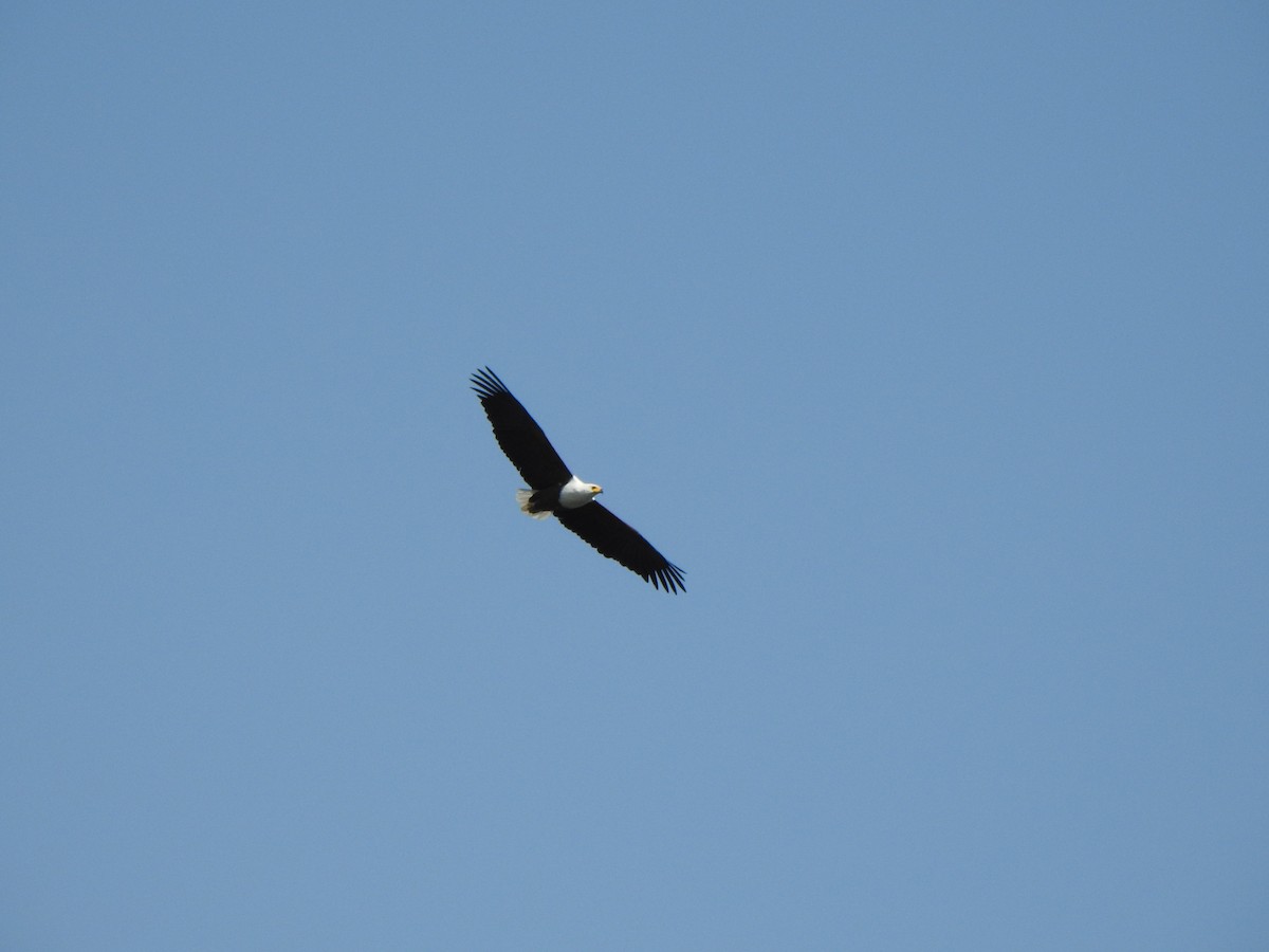 African Fish-Eagle - ML595017841