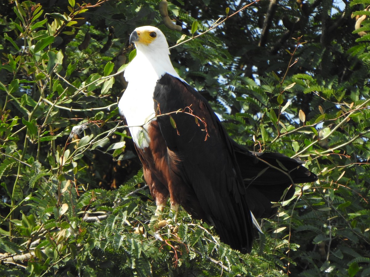 African Fish-Eagle - ML595017851