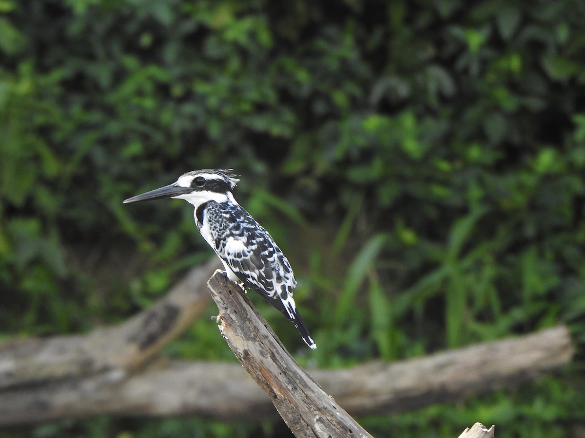 Pied Kingfisher - ML595017901