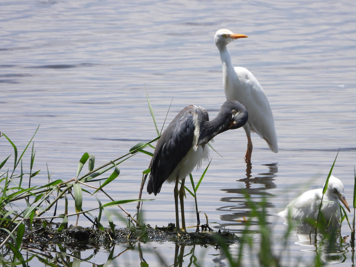 Tricolored Heron - ML595017971