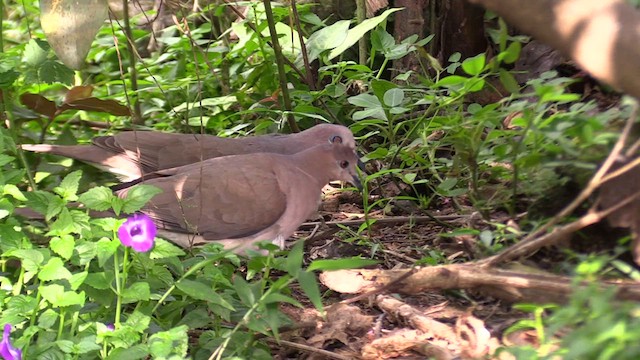 White-tipped Dove - ML595018031