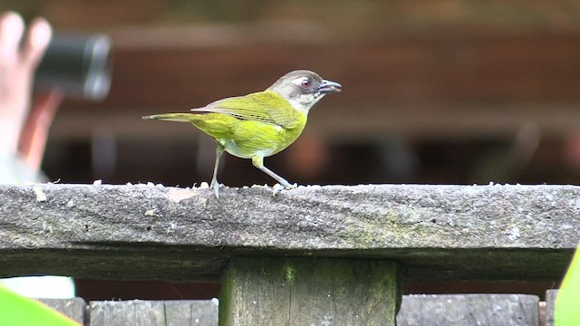 Common Chlorospingus - ML595019001