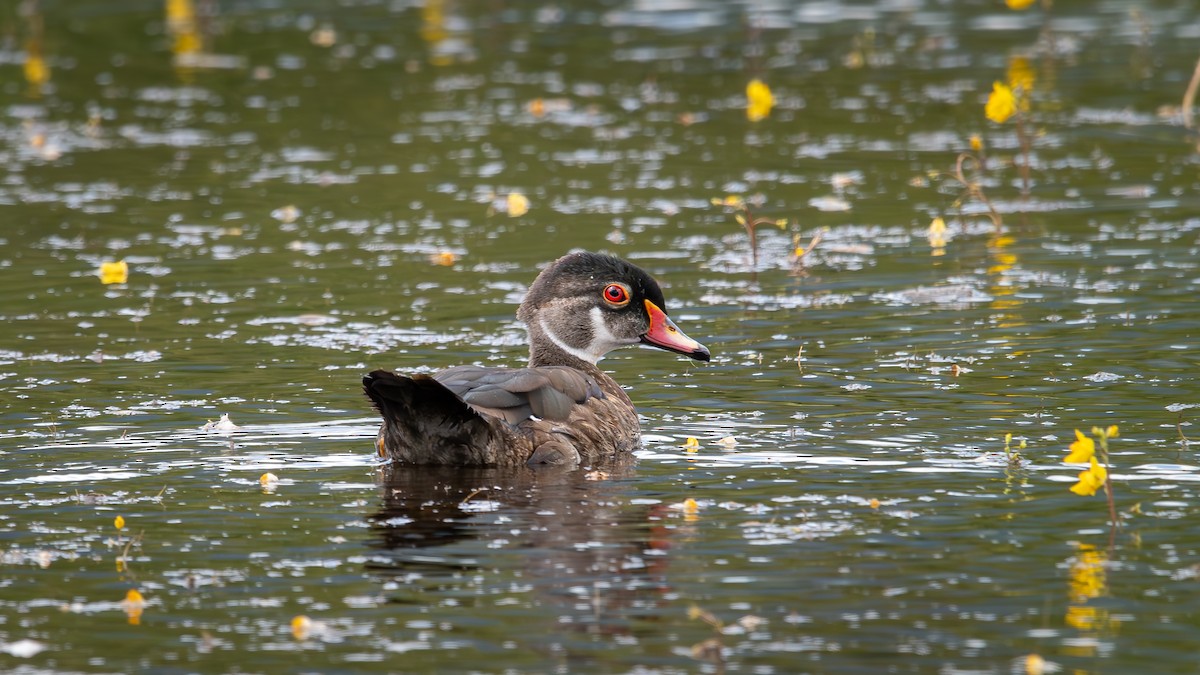 Wood Duck - ML595019011