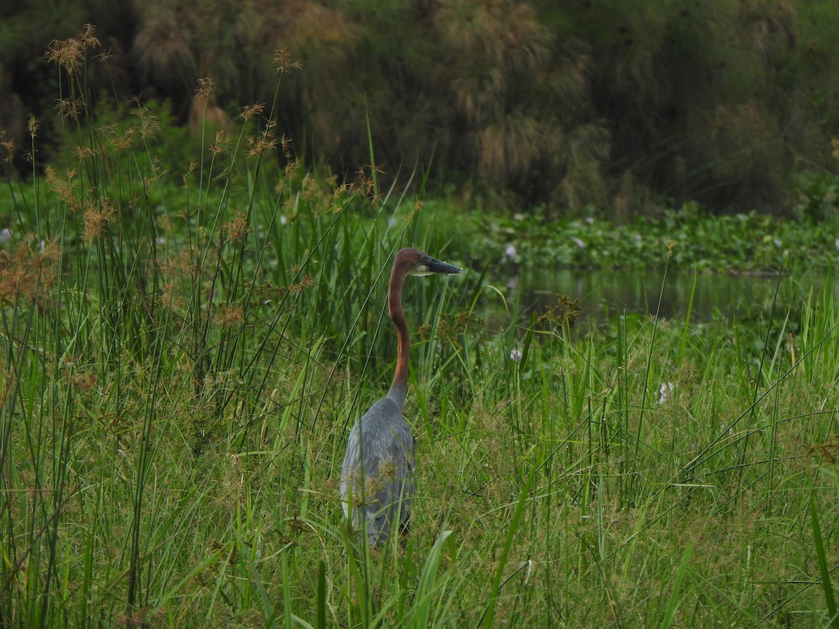 Goliath Heron - Bev Agler