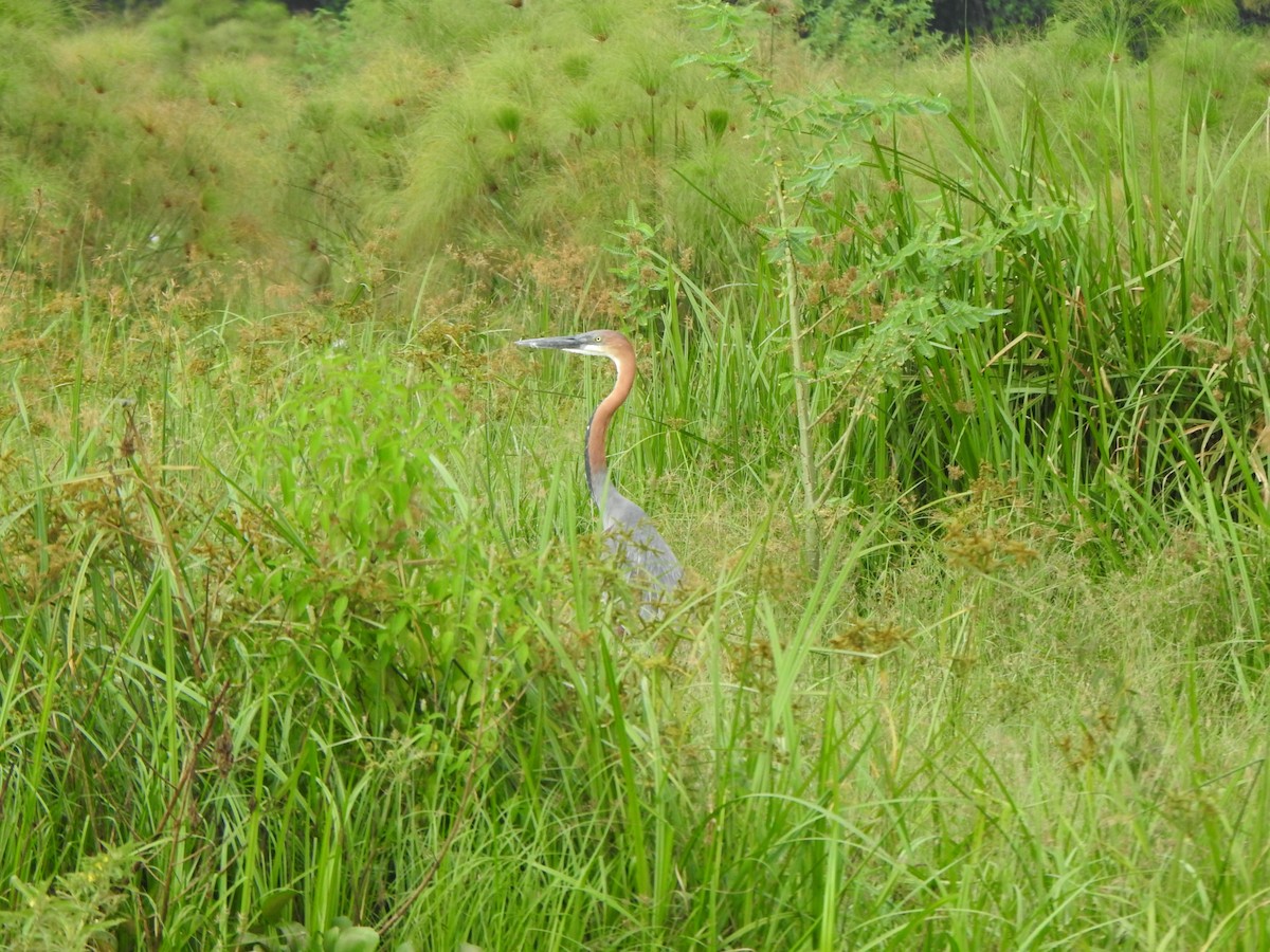 Goliath Heron - ML595019161