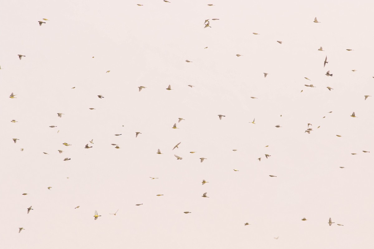 Western Yellow Wagtail - ML595019301