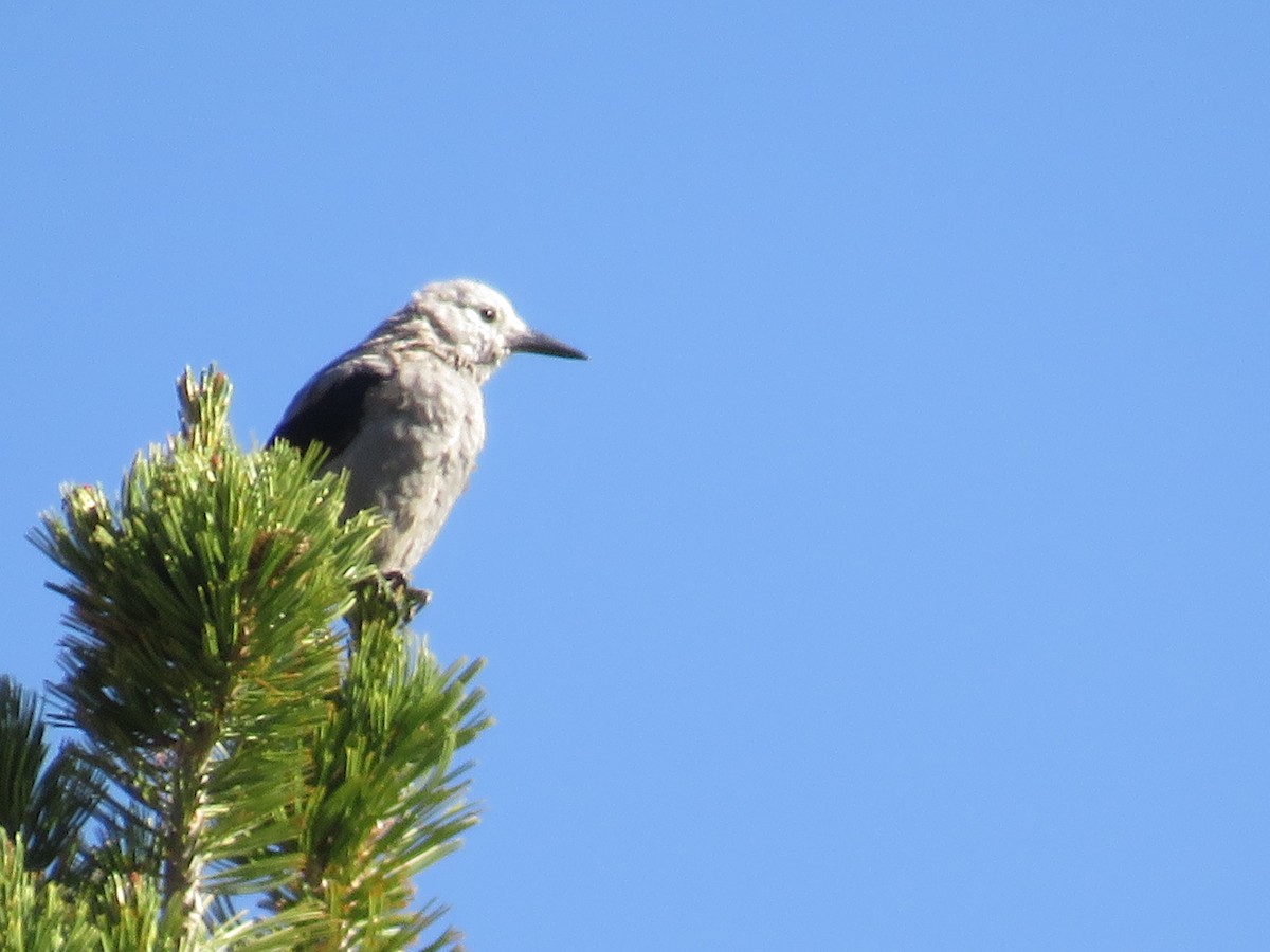 Clark's Nutcracker - ML595019381