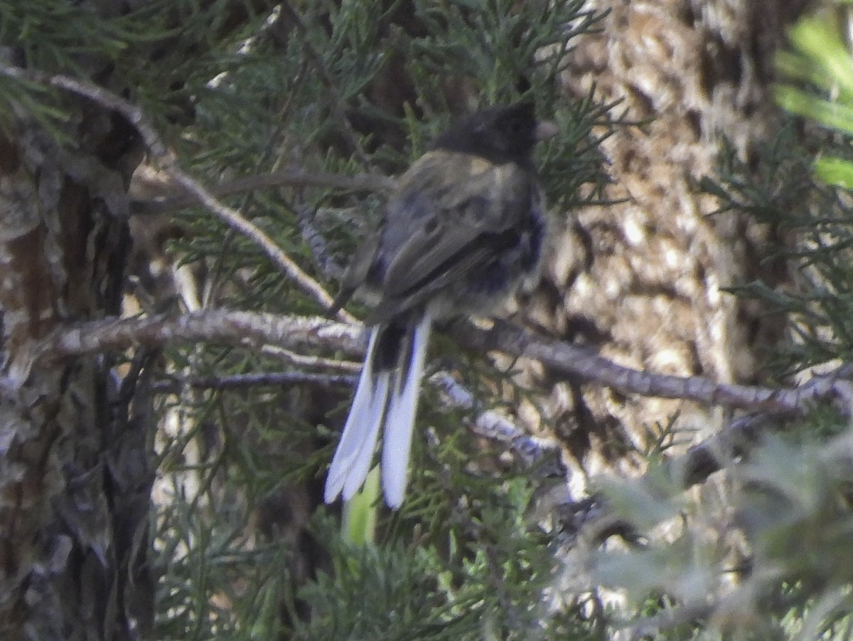 Dark-eyed Junco - ML595020001