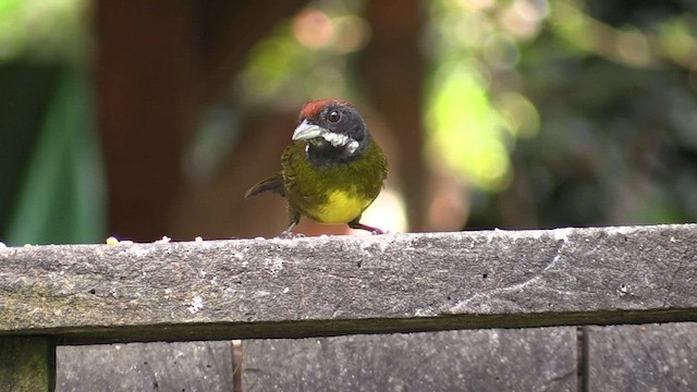 Sooty-faced Finch - ML595020201