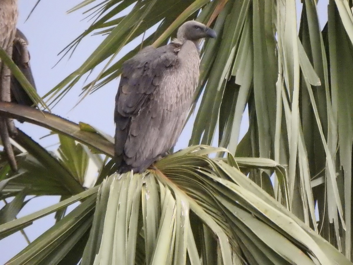 White-backed Vulture - ML595020821