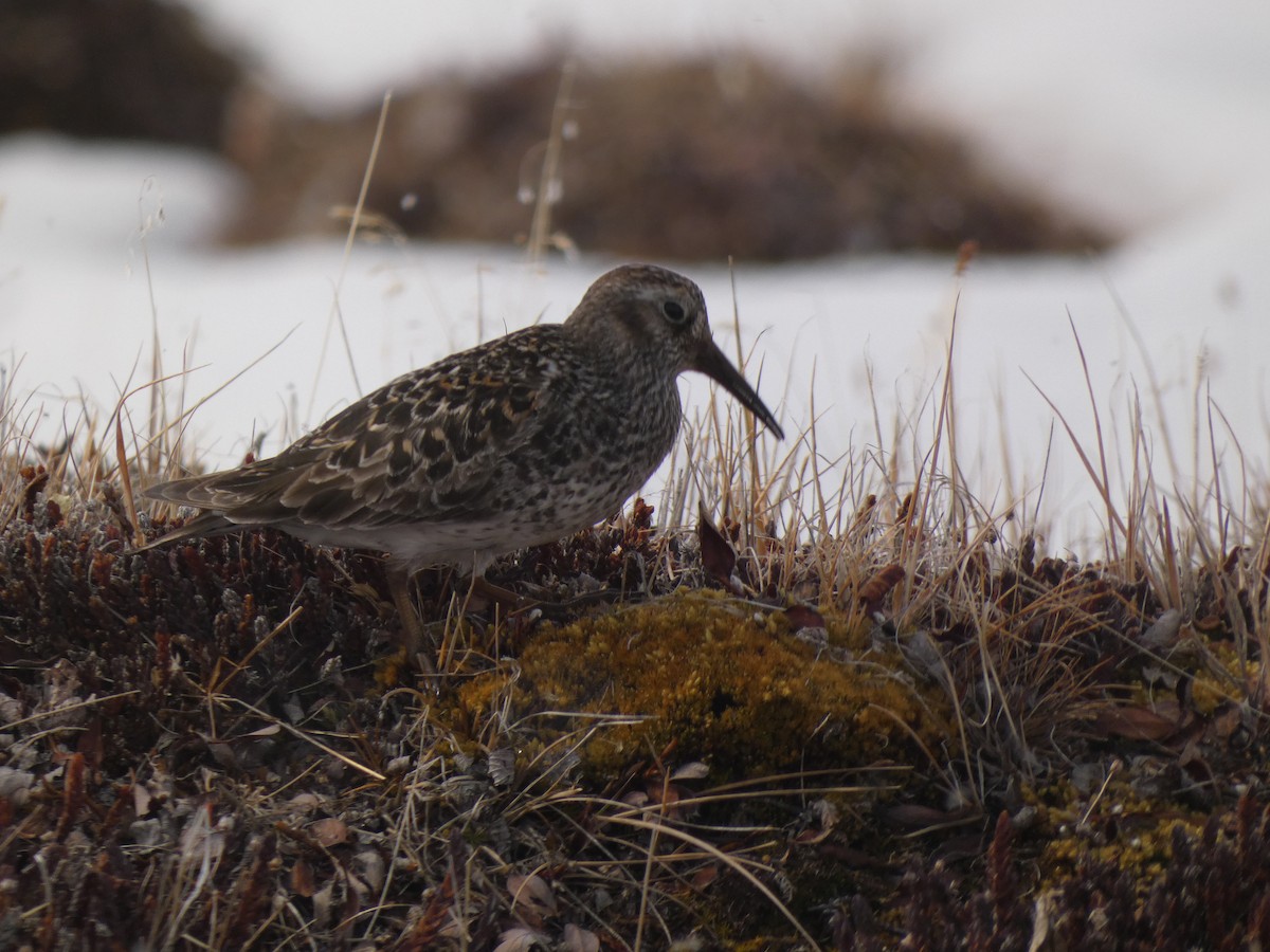 Purple Sandpiper - ML595021041