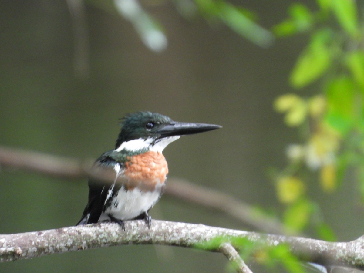 Martin-pêcheur d'Amazonie - ML595021551