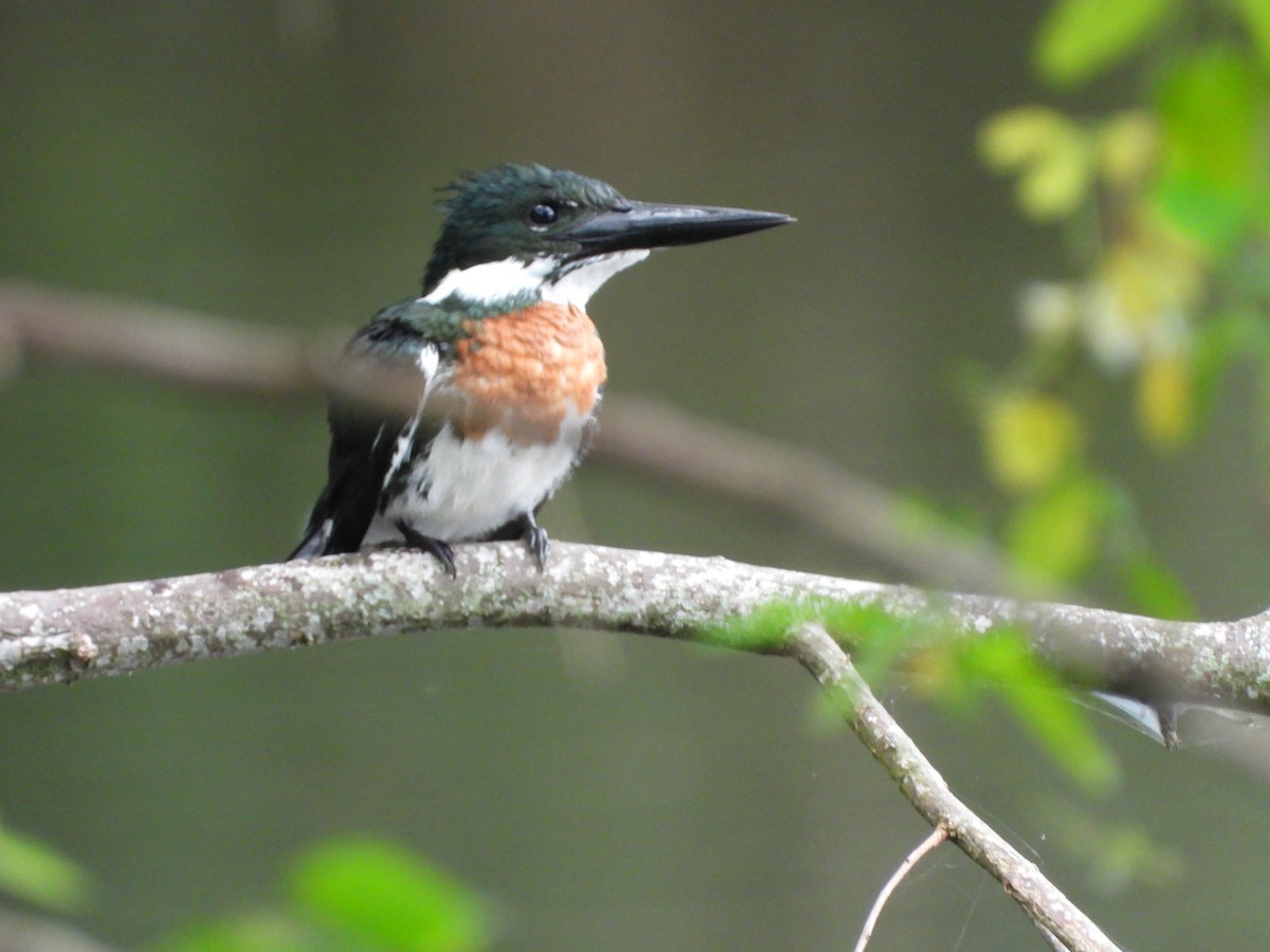 Martin-pêcheur d'Amazonie - ML595021561