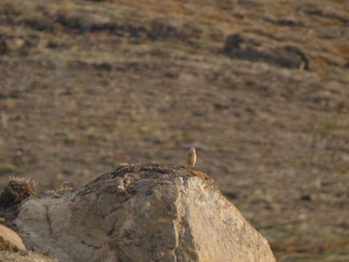 American Pipit - ML595021891