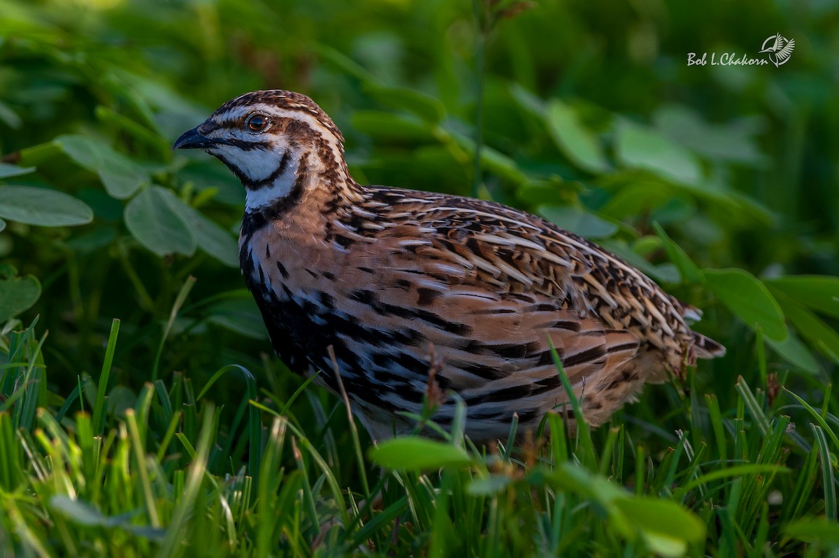 Rain Quail - ML595022601