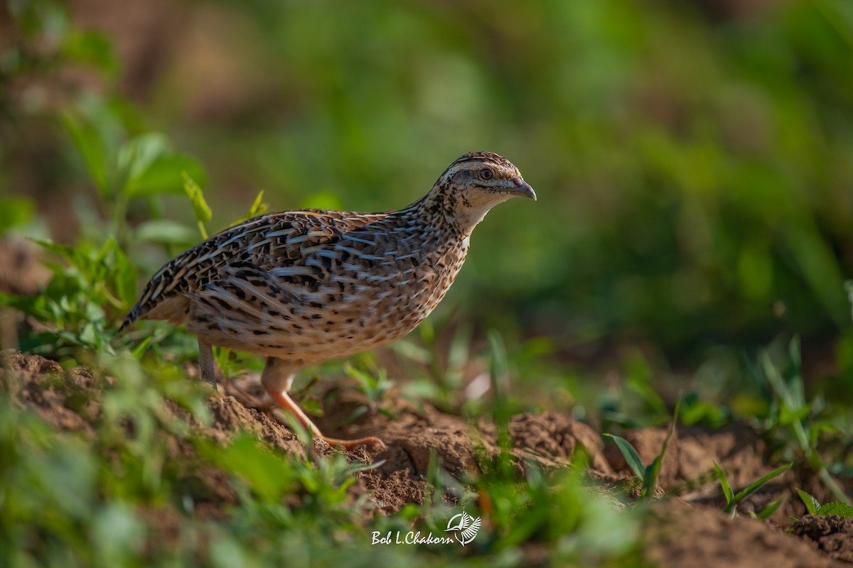 Rain Quail - ML595022661