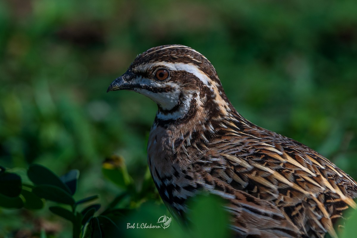 Rain Quail - ML595022671