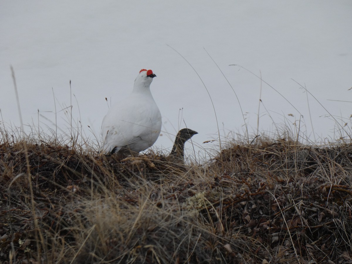 Rock Ptarmigan - ML595023221