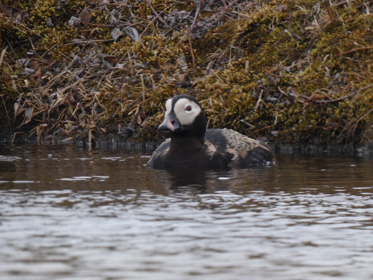 Long-tailed Duck - ML595023641