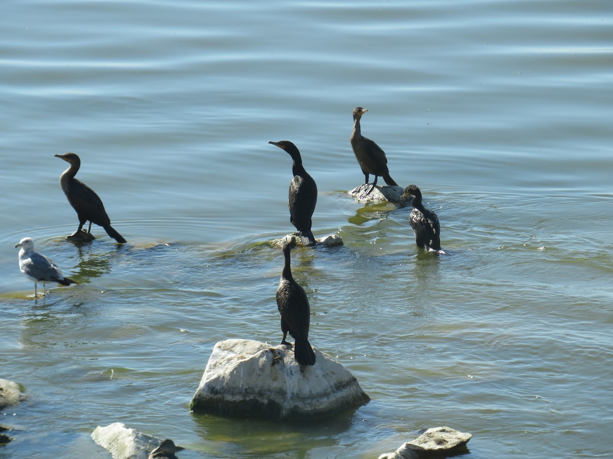 Double-crested Cormorant - ML595023741