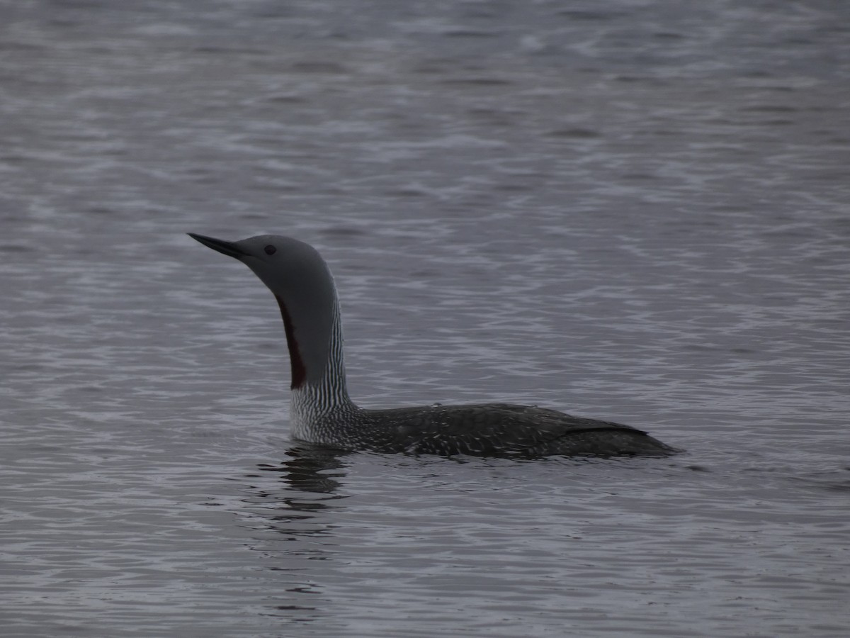 Red-throated Loon - ML595023791
