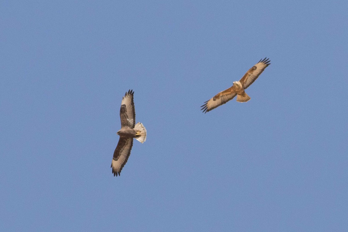 Common Buzzard (Steppe) - Doug Gochfeld