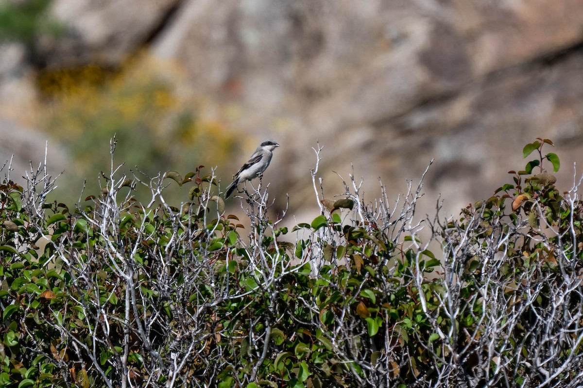 Loggerhead Shrike - ML595024581