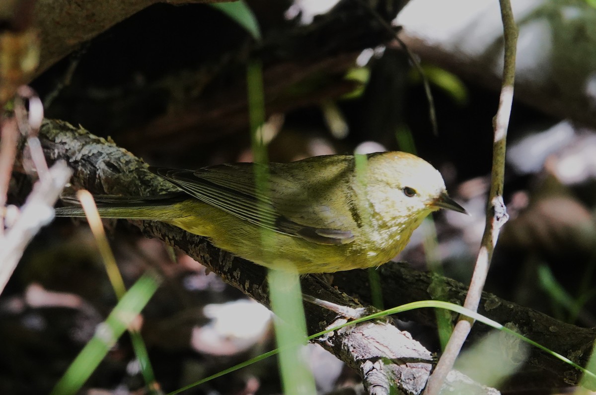 Orange-crowned Warbler - ML595024681