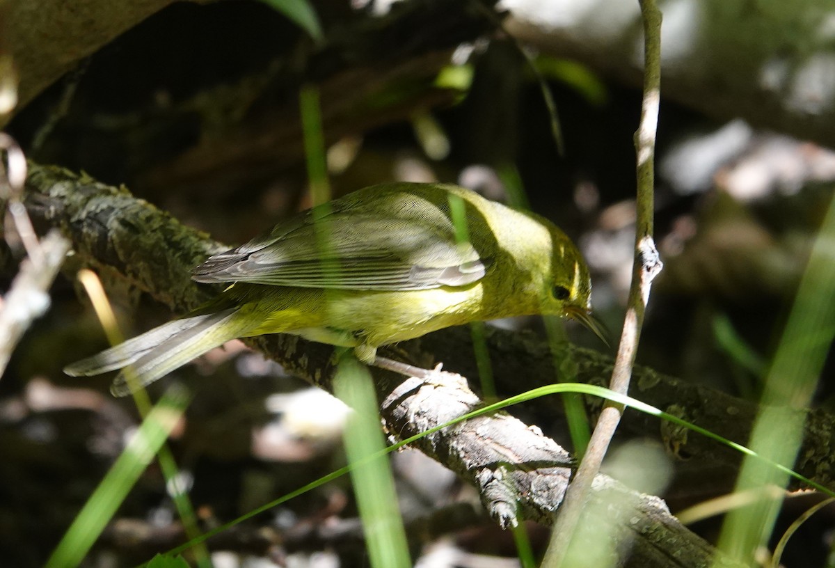 Orange-crowned Warbler - ML595025031