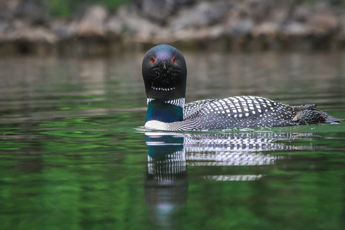 Common Loon - Riley Fern