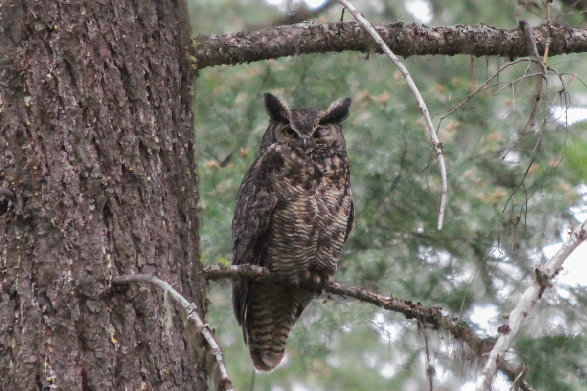 Great Horned Owl - Riley Fern