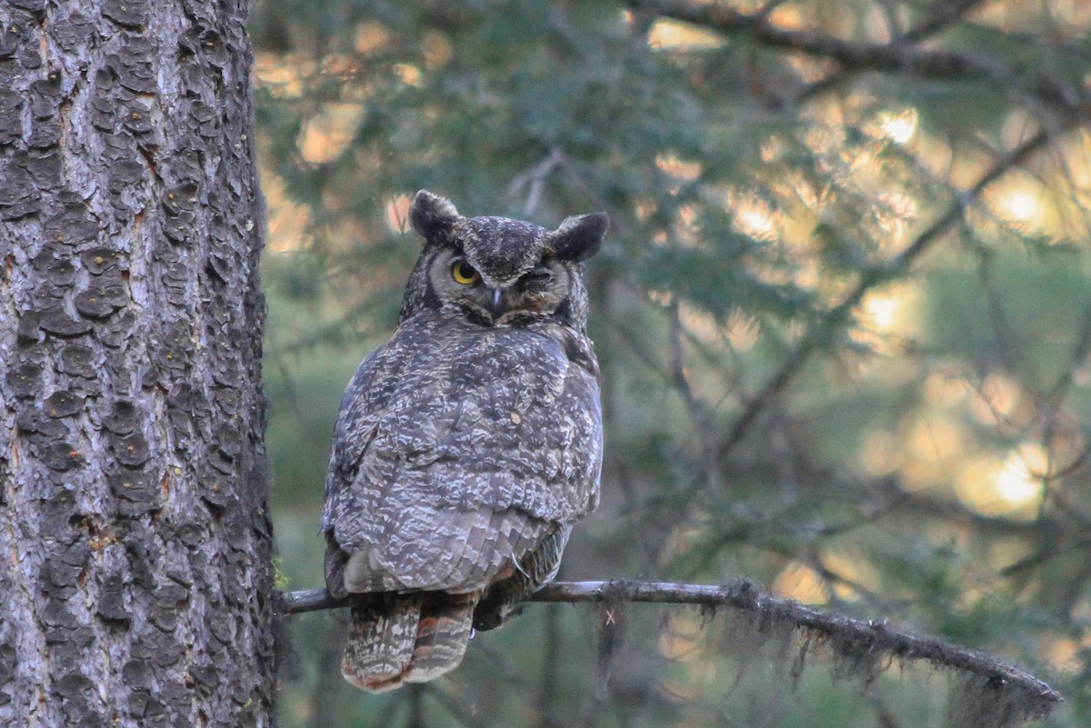 Great Horned Owl - Riley Fern