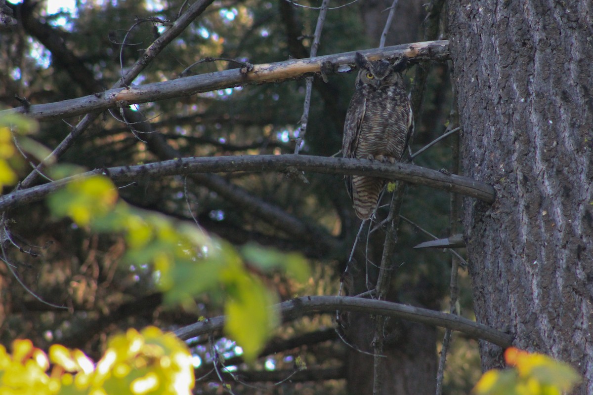 Great Horned Owl - Riley Fern