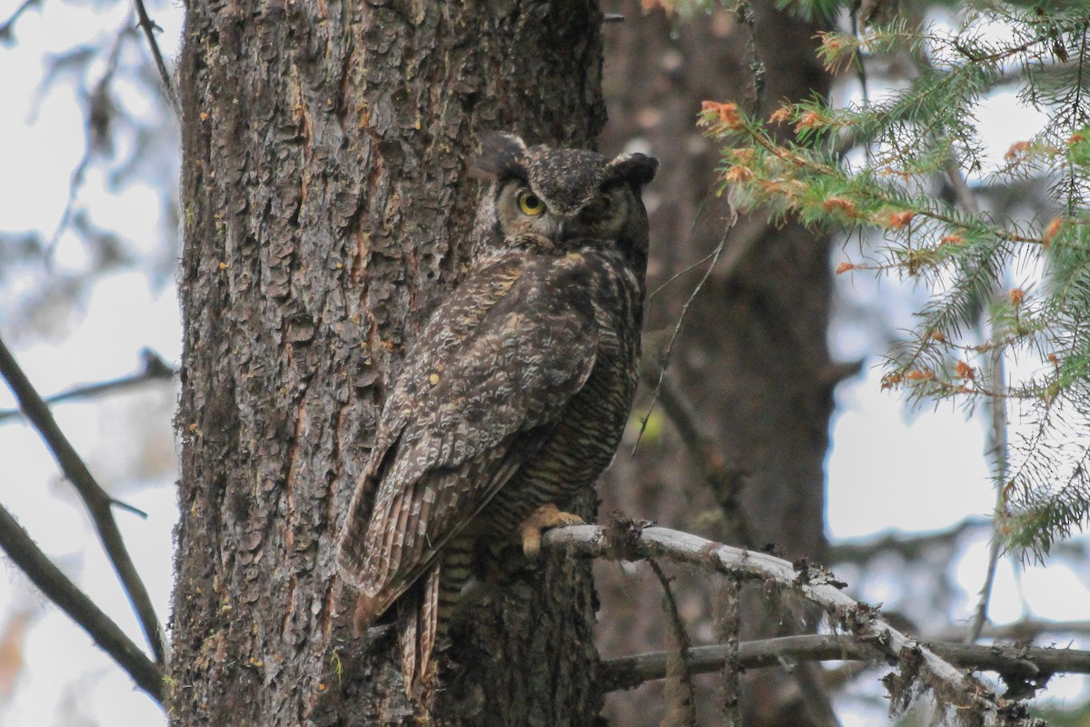 Great Horned Owl - Riley Fern