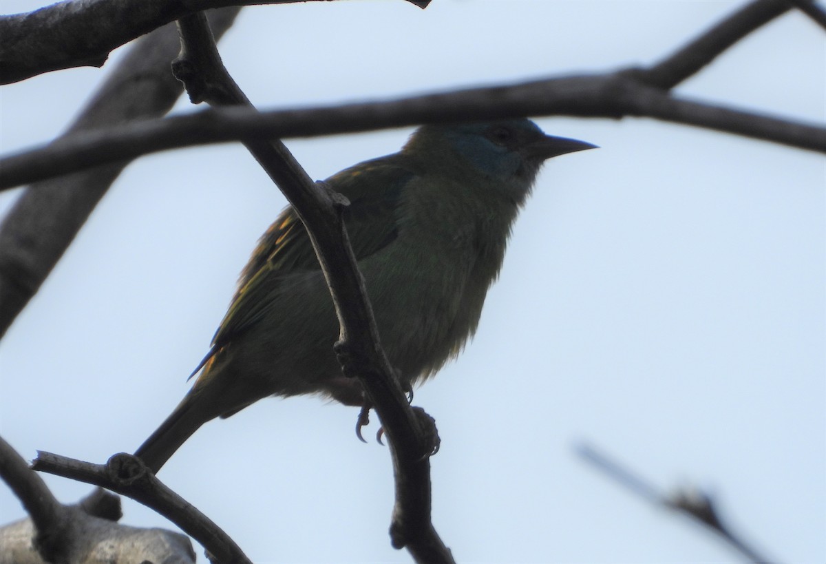 White-bellied Dacnis - ML595025691